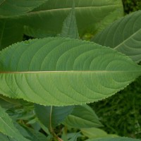 Himalayan Balsam